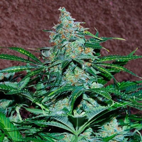 Amnesia Ryder Automat (World of Seeds) feminizowane