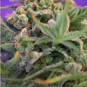 Sweet Cheese (Sweet Seeds) feminizowane