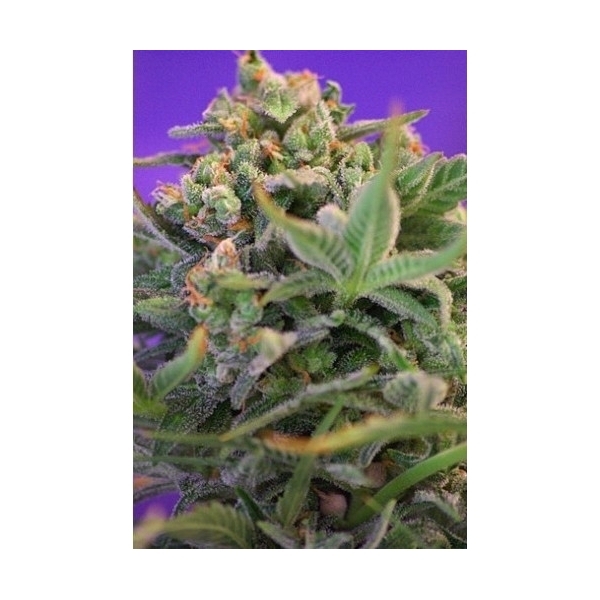 Sweet Cheese (Sweet Seeds) feminizowane