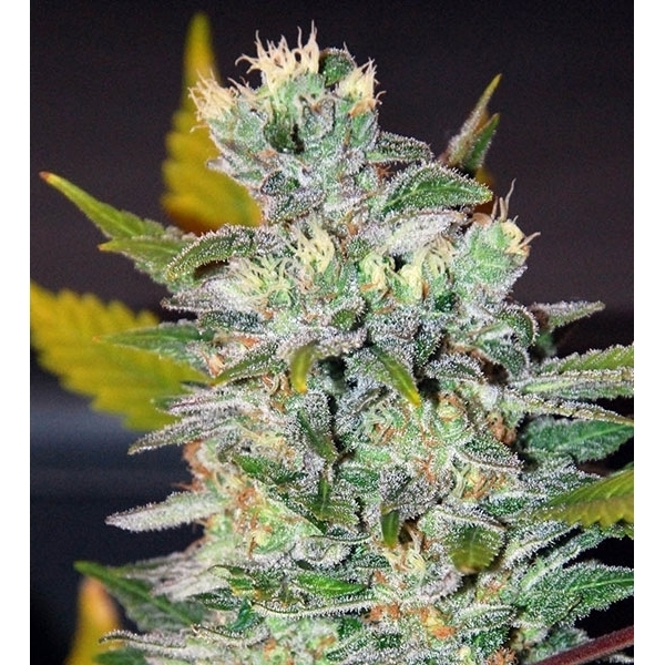 Space (World of Seeds) feminizowane