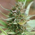 Strawberry Blue (World of Seeds) feminizowane