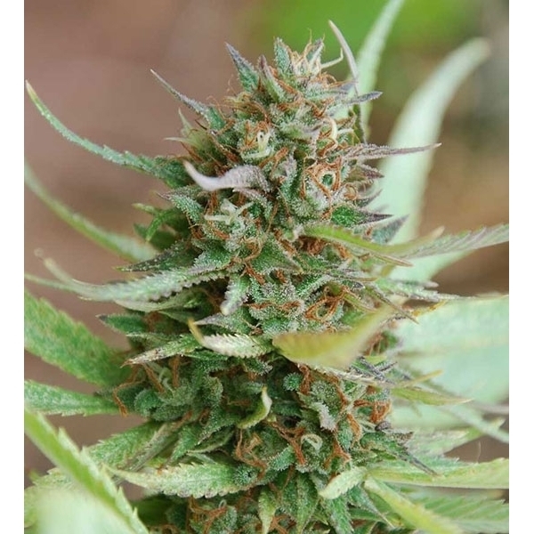 Strawberry Blue (World of Seeds) feminizowane