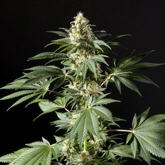 Black Bomb (Philosopher Seeds) feminizowane