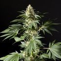 Black Bomb (Philosopher Seeds) feminizowane