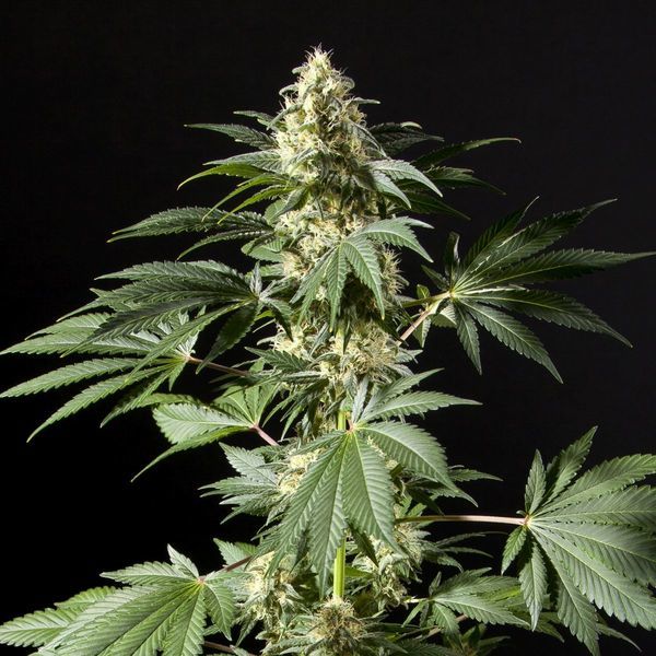 Black Bomb (Philosopher Seeds) feminizowane