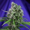 Sweet Trainwreck Automat (Sweet Seeds) feminizowane