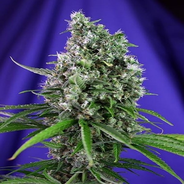 Sweet Trainwreck Automat (Sweet Seeds) feminizowane