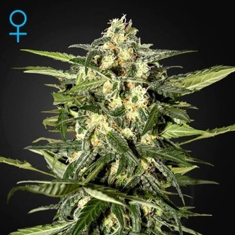 Jack Herer Automat (Greenhouse Seeds) feminizowane