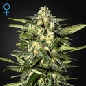 Jack Herer Automat (Greenhouse Seeds) feminizowane