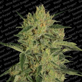 Nebula II CBD (Paradise Seeds) feminizowane