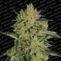Nebula II CBD (Paradise Seeds) feminizowane