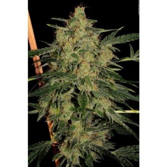 Nebula II CBD (Paradise Seeds) feminizowane