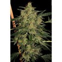 Nebula II CBD (Paradise Seeds) feminizowane