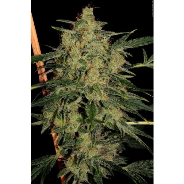 Nebula II CBD (Paradise Seeds) feminizowane