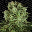 Durga Mata II CBD (Paradise Seeds) feminizowane