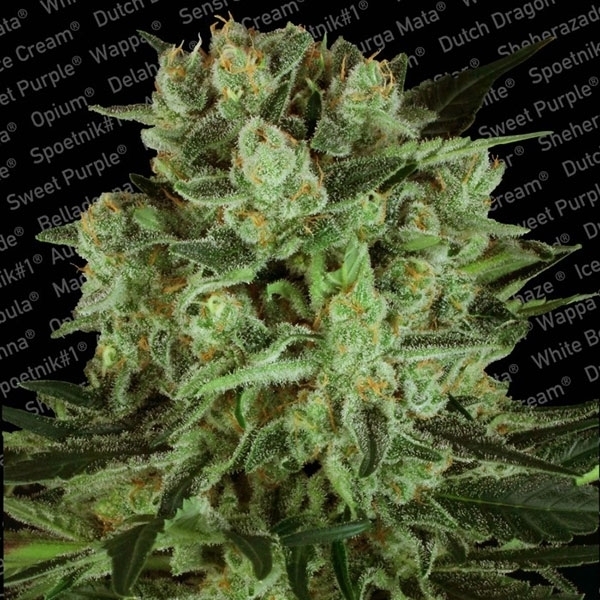 Durga Mata II CBD (Paradise Seeds) feminizowane