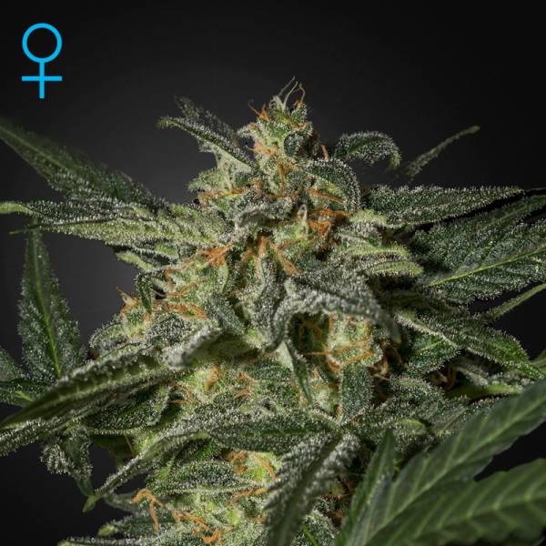 White Widow Automat (Greenhouse Seeds) feminizowane