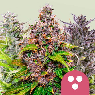Mix feminizowany (Royal Queen Seeds)