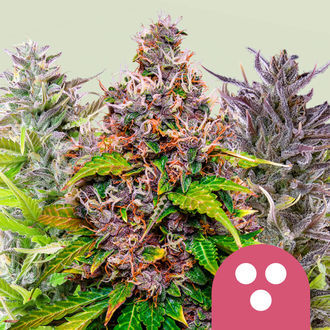Mix feminizowany (Royal Queen Seeds)