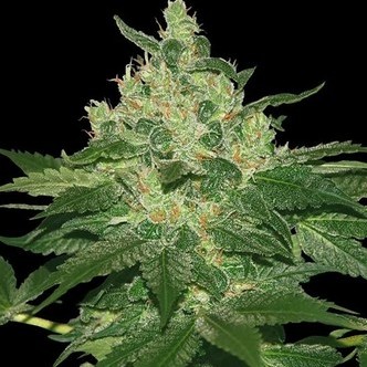 Afghan Kush (World of Seeds) feminizowane