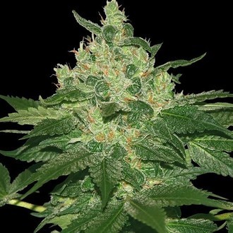 Afghan Kush (World of Seeds) feminizowane