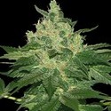 Afghan Kush (World of Seeds) feminizowane