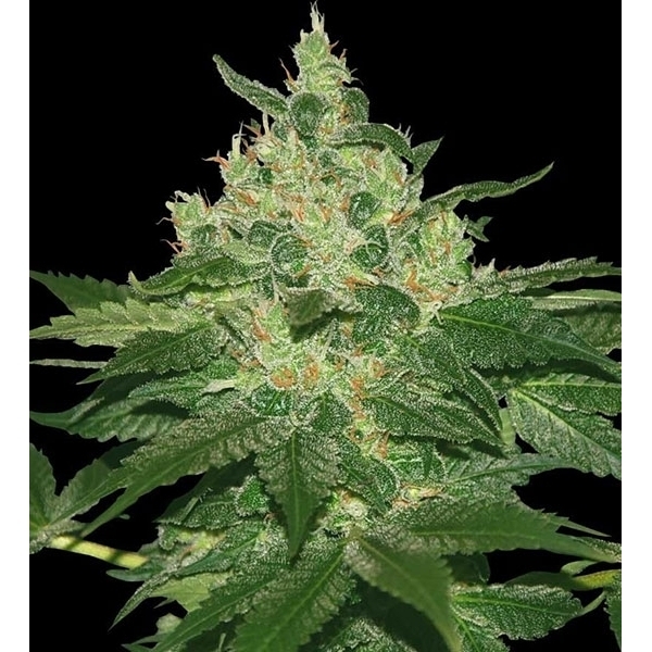 Afghan Kush (World of Seeds) feminizowane
