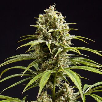 Fruity Jack (Philosopher Seeds) feminizowane