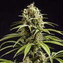 Fruity Jack (Philosopher Seeds) feminizowane