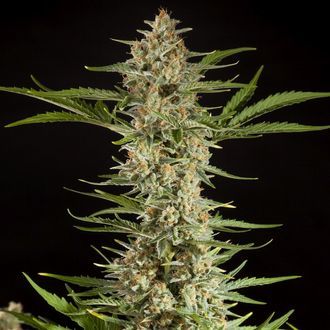 Fraggle Skunk Automat (Philosopher Seeds) feminizowane