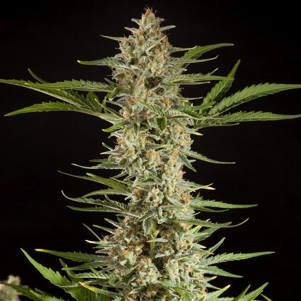 Fraggle Skunk Automat (Philosopher Seeds) feminizowane