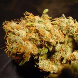 Belladonna (Paradise Seeds) feminizowane