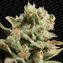 Dutch Dragon (Paradise Seeds) feminizowane