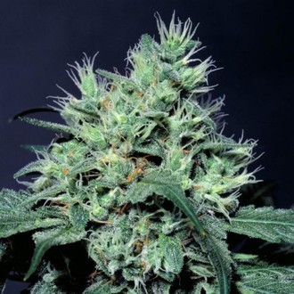 Dutch Dragon (Paradise Seeds) feminizowane