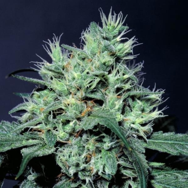 Dutch Dragon (Paradise Seeds) feminizowane