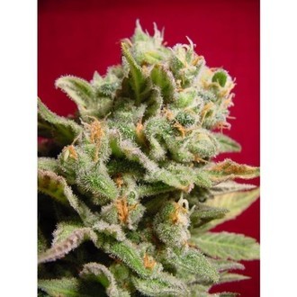 Dutch Dragon (Paradise Seeds) feminizowane