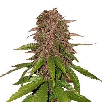 C4 Automat (FastBuds) feminizowane