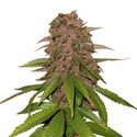 C4 Automat (FastBuds) feminizowane