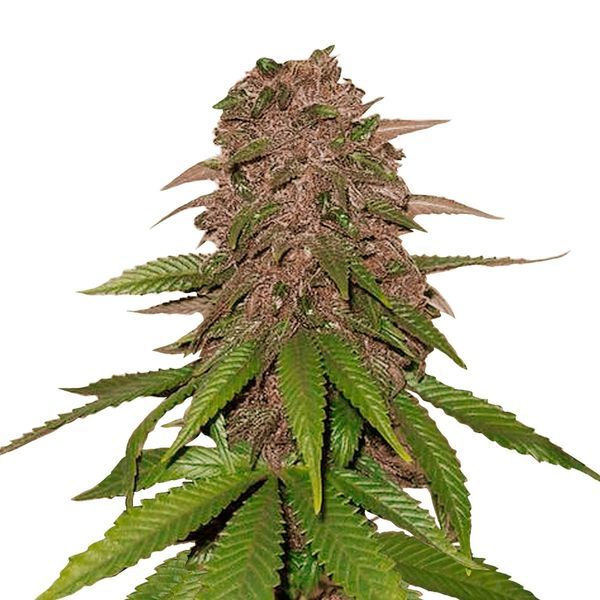 C4 Automat (FastBuds) feminizowane