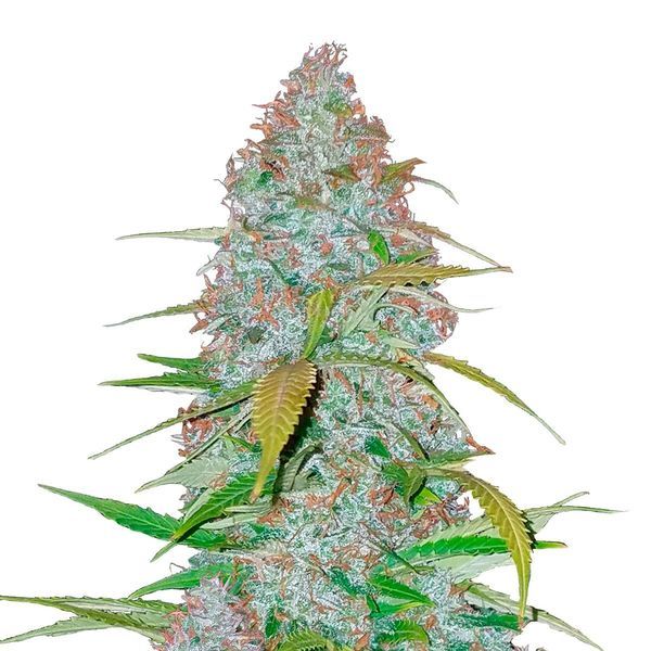 Californian Snow Automat (FastBuds) feminizowane