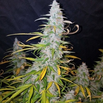Californian Snow Automat (FastBuds) feminizowane