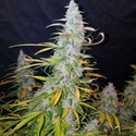 Californian Snow Automat (FastBuds) feminizowane