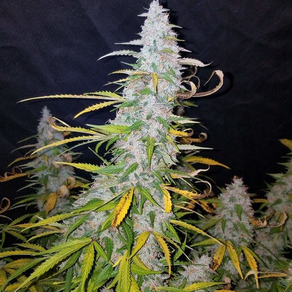 Californian Snow Automat (FastBuds) feminizowane