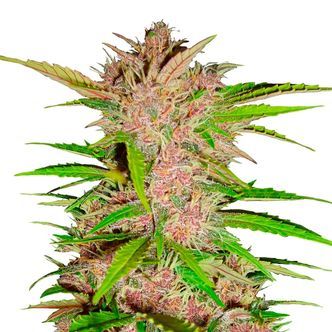 FastBerry Automat (FastBuds) feminizowane