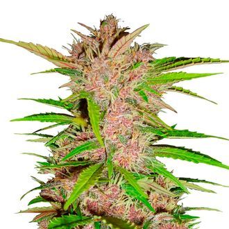 FastBerry Automat (FastBuds) feminizowane