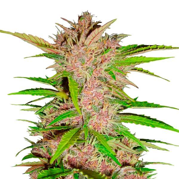 FastBerry Automat (FastBuds) feminizowane