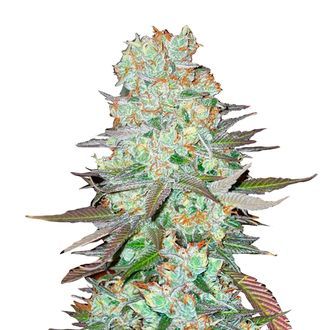 G14 Automat (FastBuds) feminizowane