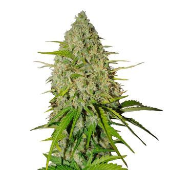 Grapefruit Automat (FastBuds) nasiona marihuany feminizowane
