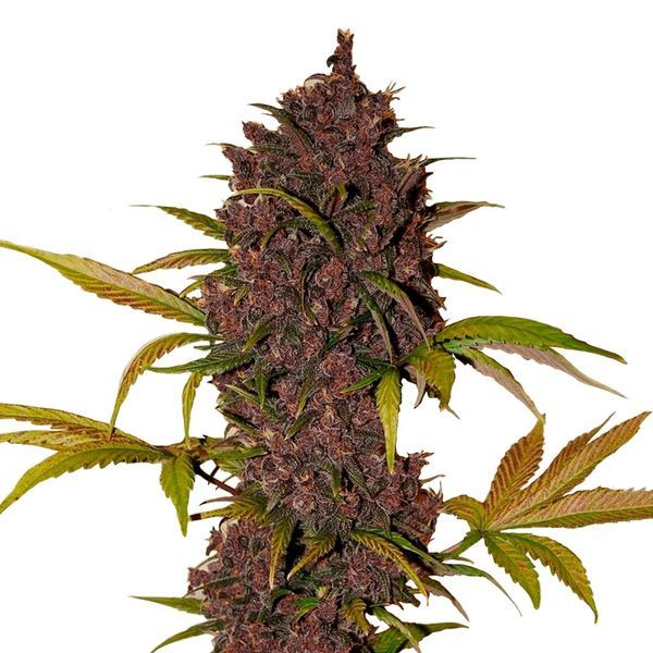 LSD-25 Automat (FastBuds) feminizowane