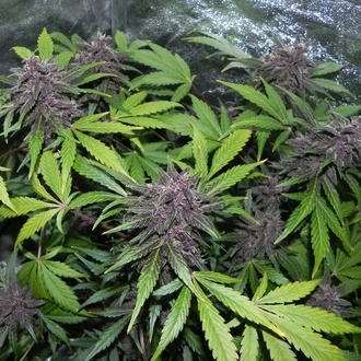 LSD-25 Automat (FastBuds) feminizowane